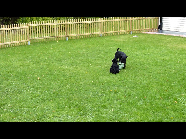 video