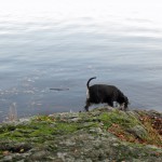 Moa är väldigt nyfiken på något i sjön